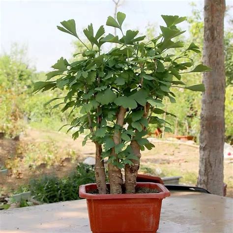 門前種蓮花|旺宅門前花種植法